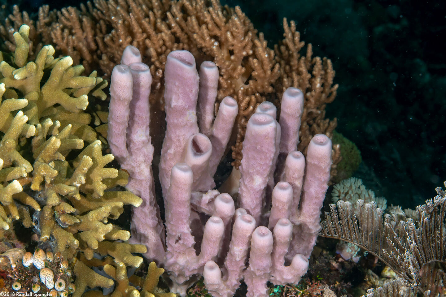 Haliclona fascigera (Haliclona Fascigera)