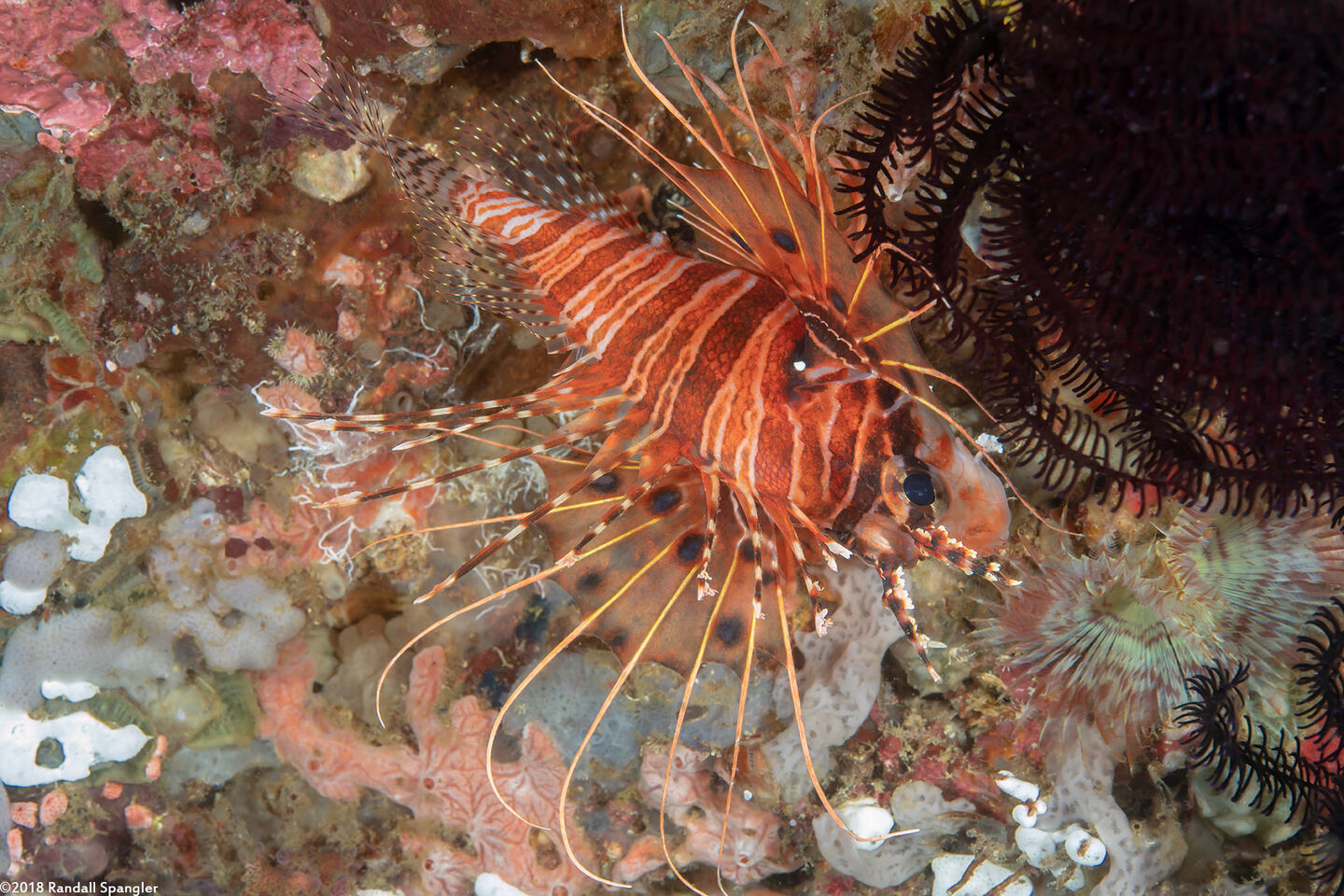 Pterois antennata (Spotfin Lionfish)