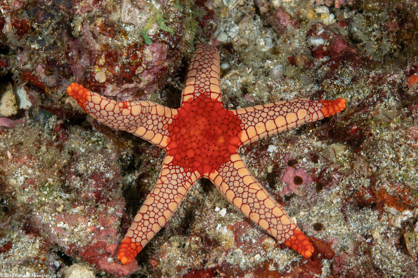 Fromia monilis (Peppermint Sea Star)