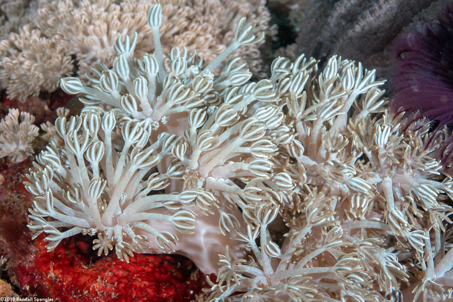 Heteroxenia fuscescens (Heteroxenia Fuscescens)