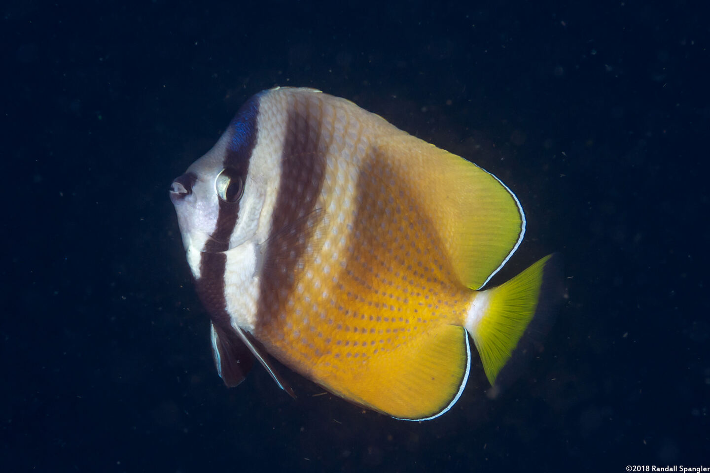 Chaetodon kleinii (Blacklip Butterflyfish)