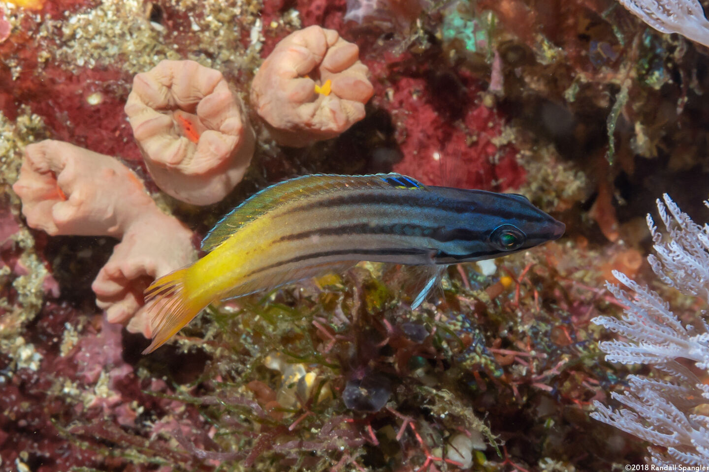 Halichoeres prosopeion (Twotone Wrasse)