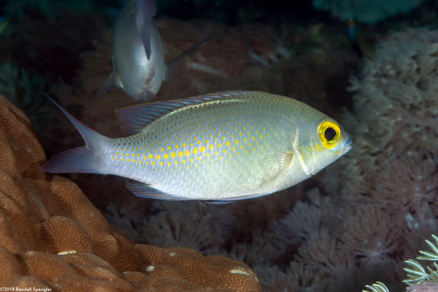 Scolopsis ciliata (Whitestreak Monocle Bream)