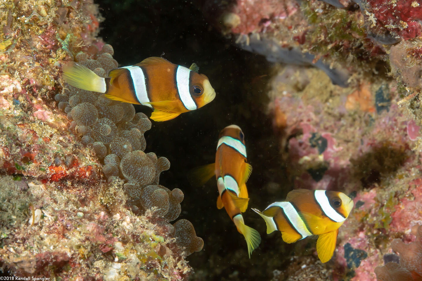 Amphiprion clarkii (Clark's Anemonefish)