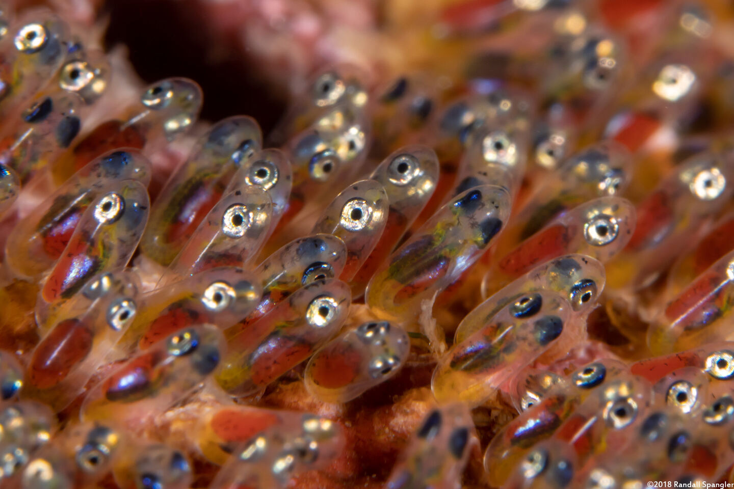 Amphiprion clarkii (Clark's Anemonefish)