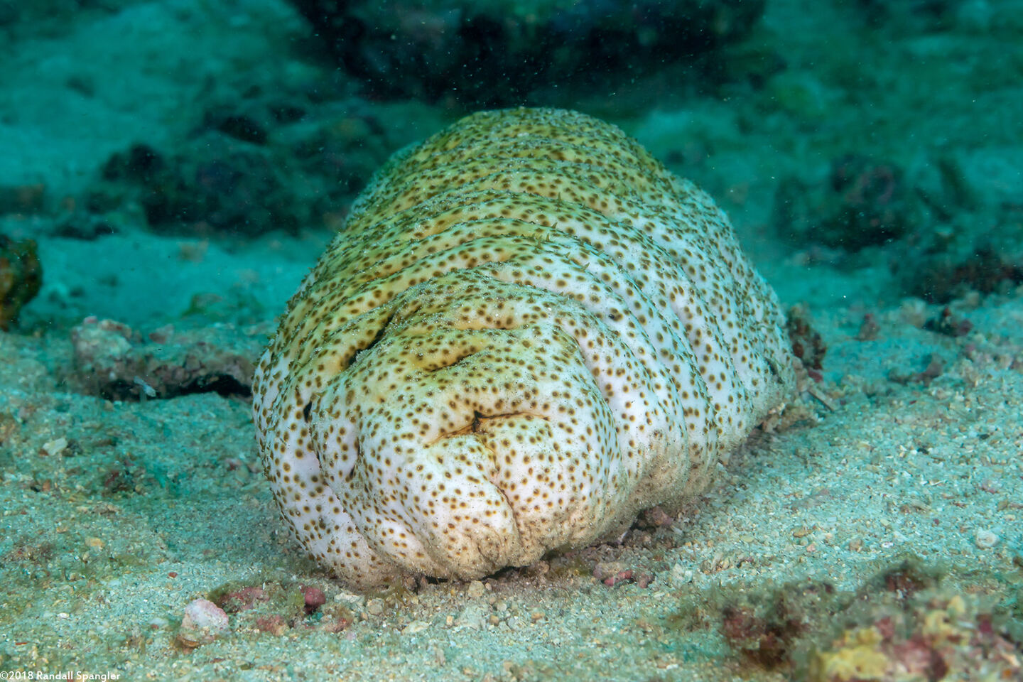 Holothuria fuscopunctata (Elephant Trunkfish)
