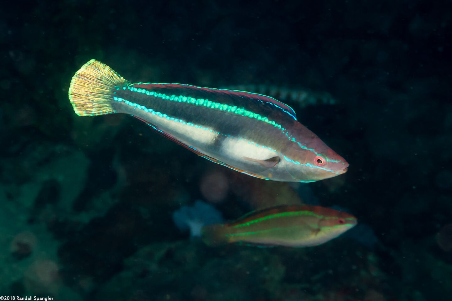 Cirrhilabrus temminckii (Peacock Fairy Wrasse)