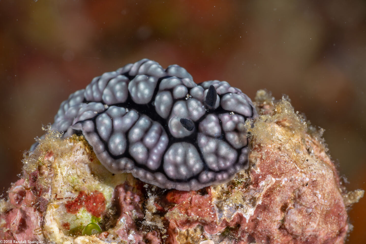 Phyllidiella pustulosa (Pustulose Phyllidia)