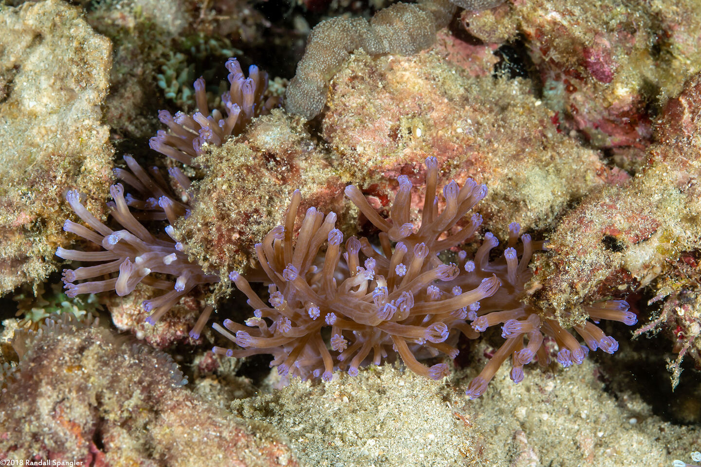 Cespitularia sp.1 (Cespitularia sp.1)