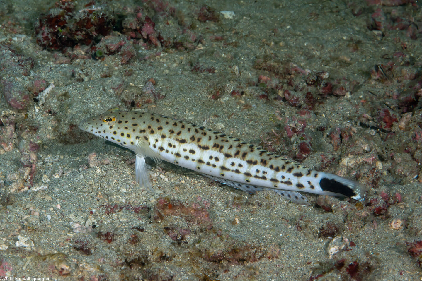 Parapercis hexophtalma (Speckled Sandperch)