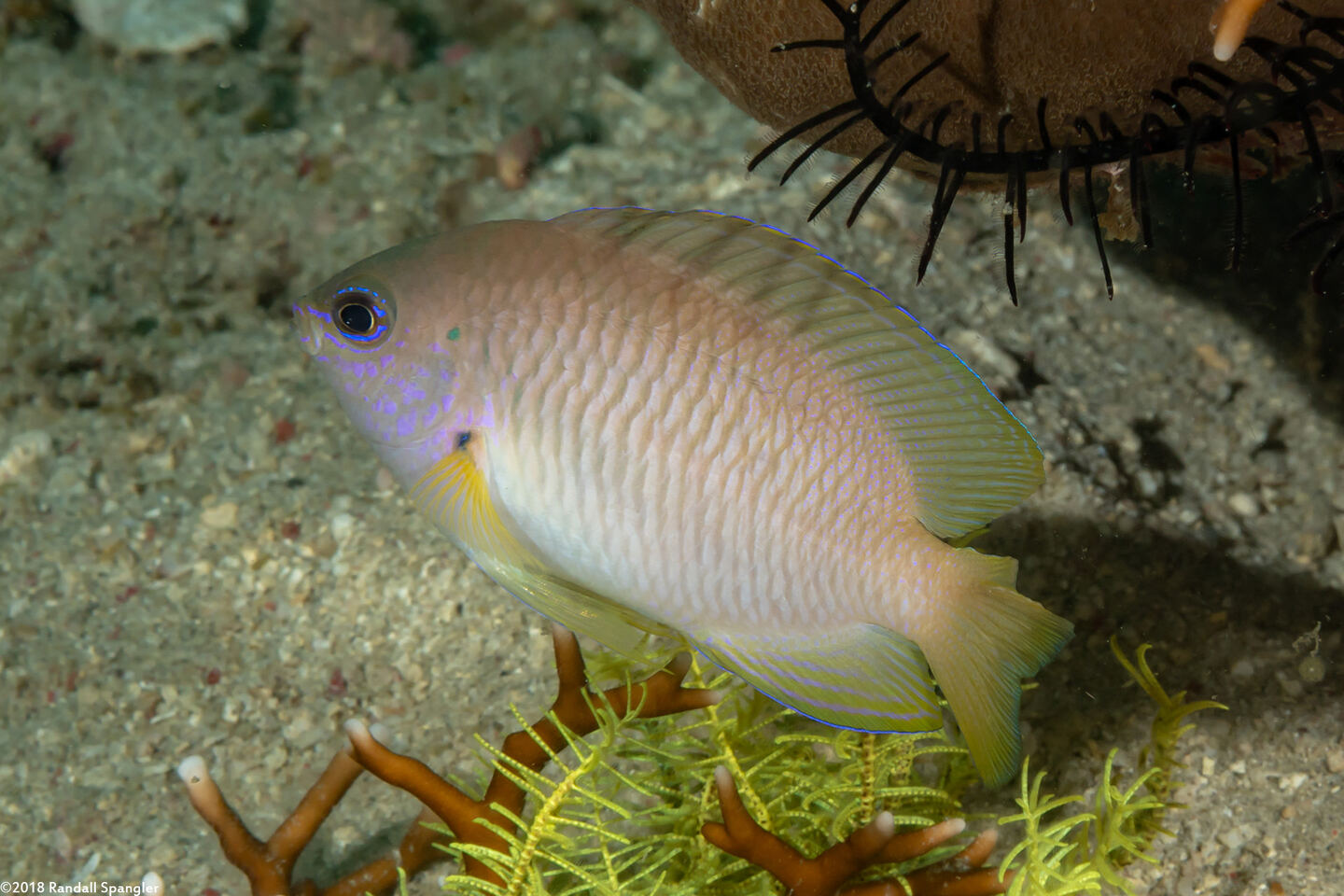 Pomacentrus amboinensis (Ambon Damsel)