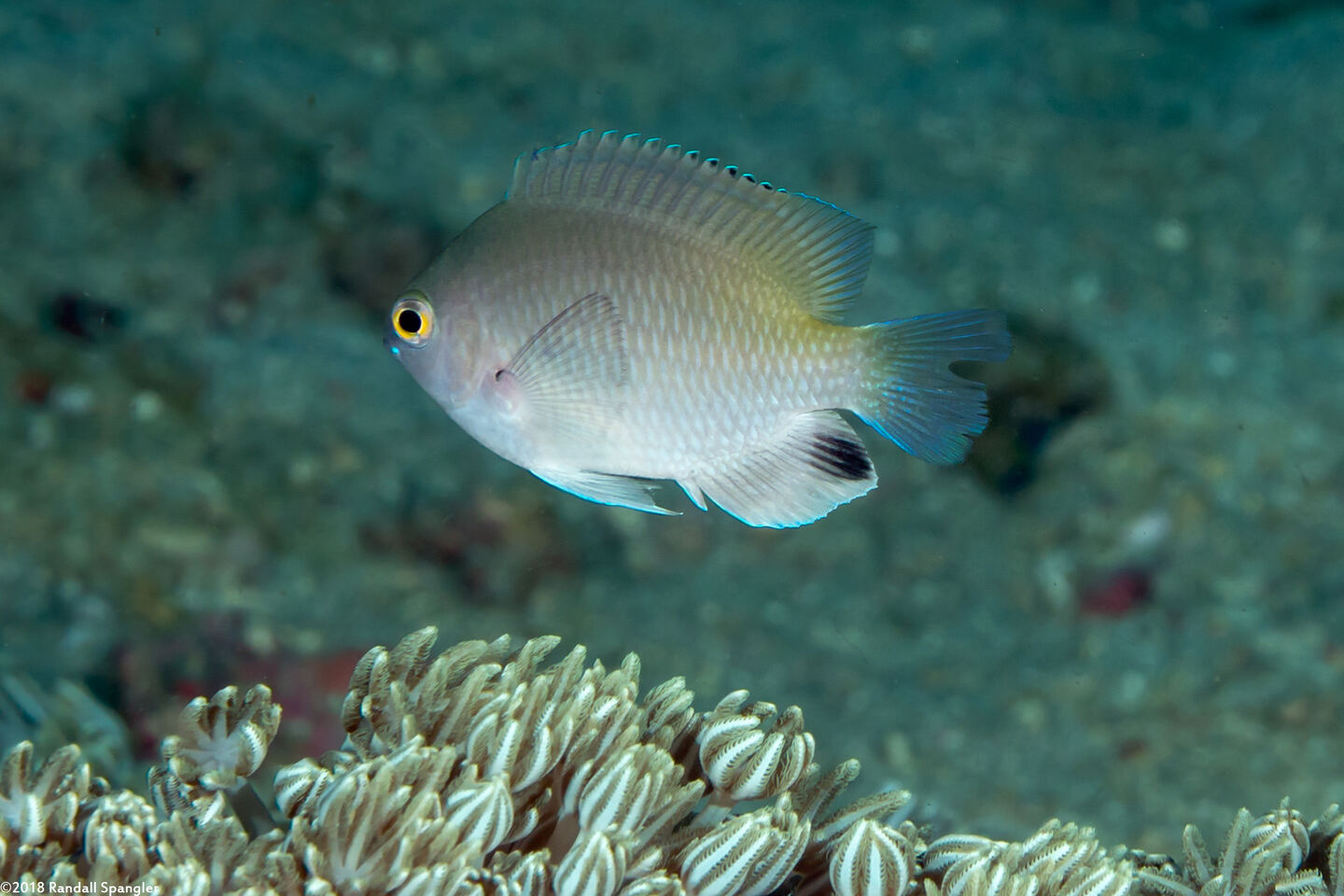 Pomacentrus stigma (Blackspot Damsel)