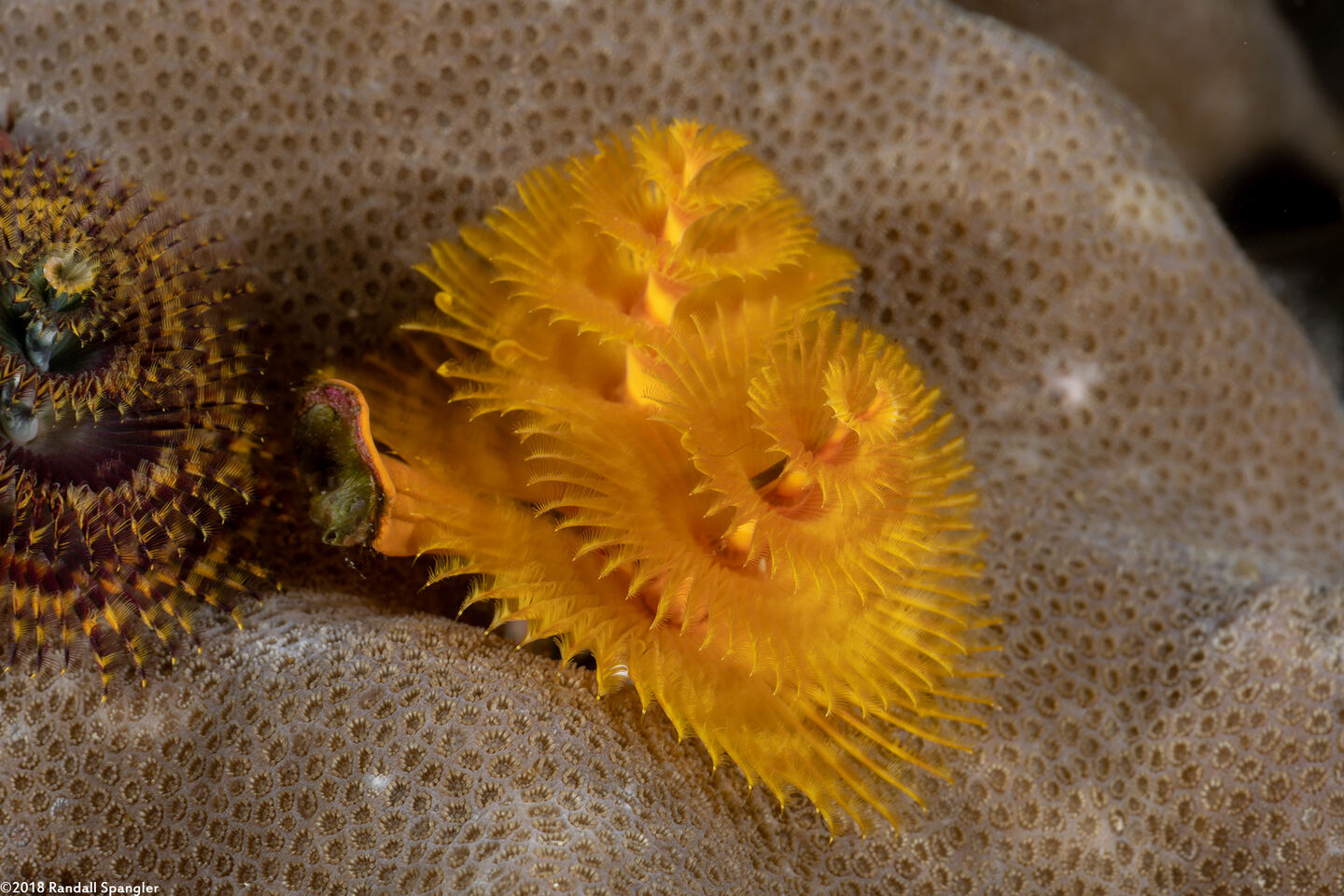 Spirobranchus sp.1 (Christmas Tree Worm)
