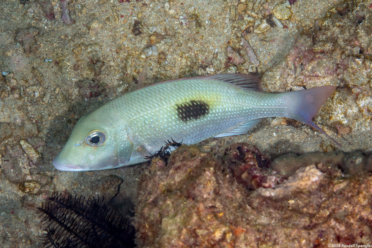 Lethrinus harak (Thumbprint Emperor)