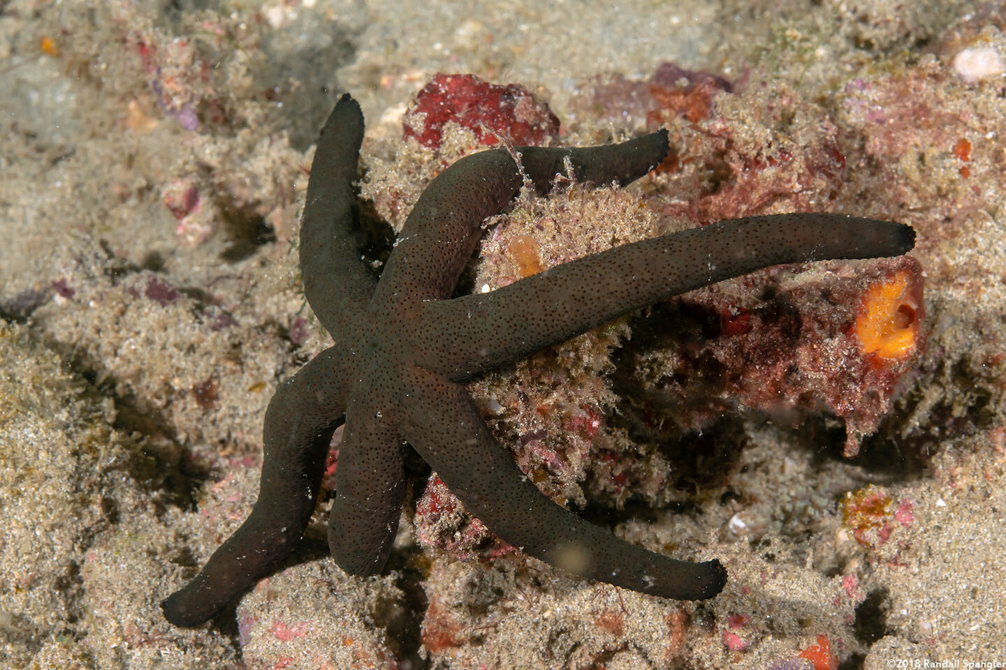 Echinaster luzonicus (Luzon Sea Star)