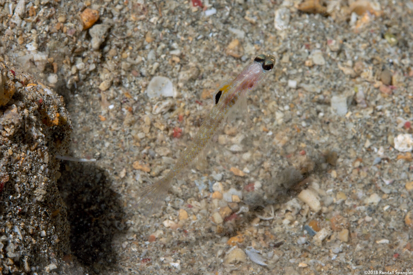 Vanderhorstia dorsomacula (Spangled Shrimpgoby)