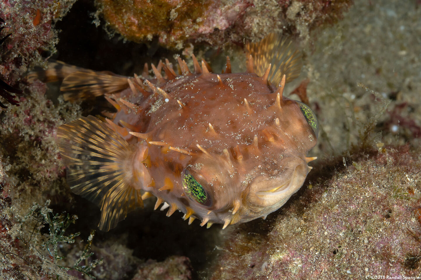 Cyclichthys orbicularis (Orbicular Burrfish)