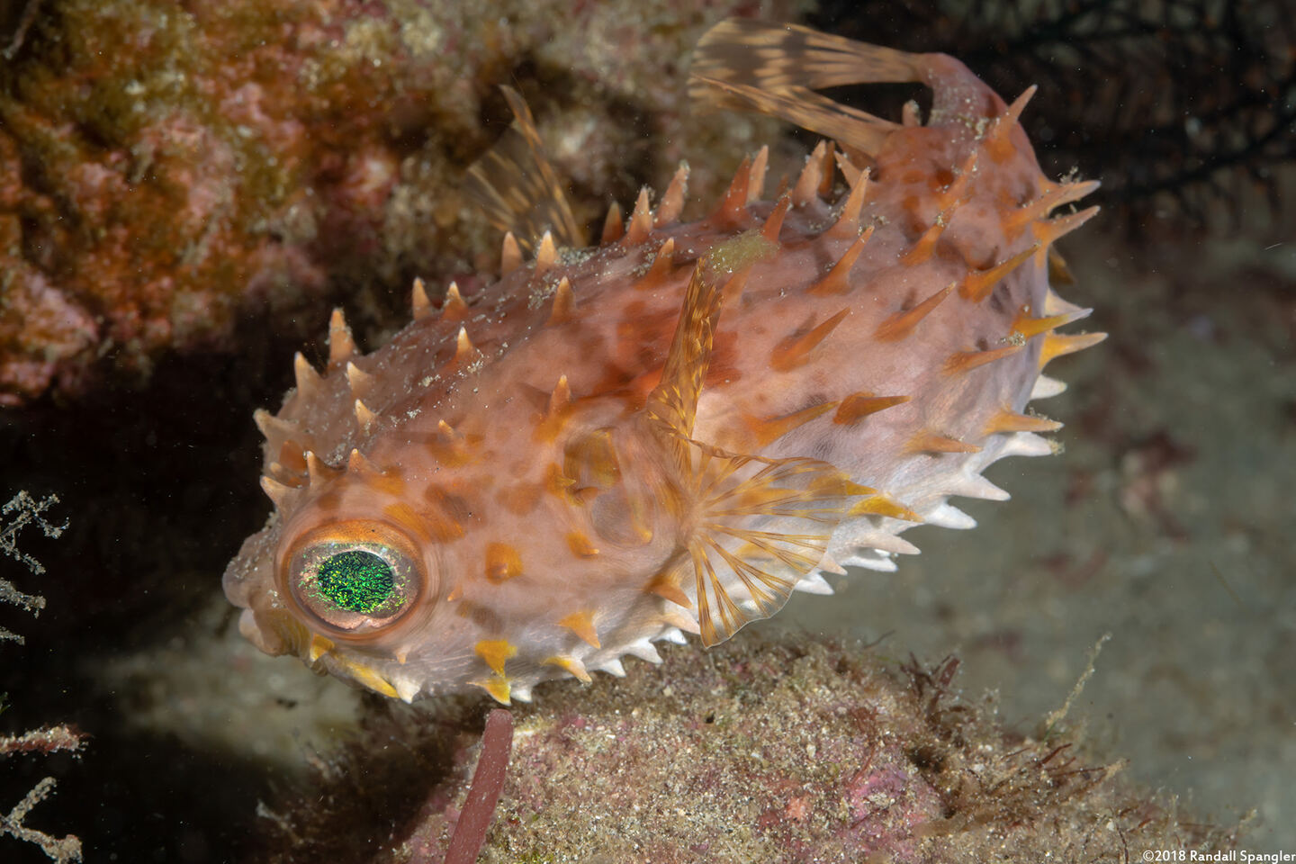Cyclichthys orbicularis (Orbicular Burrfish)