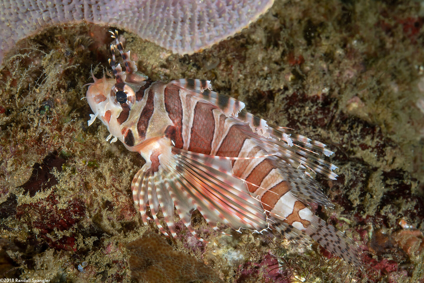 Dendrochirus zebra (Zebra Lionfish)