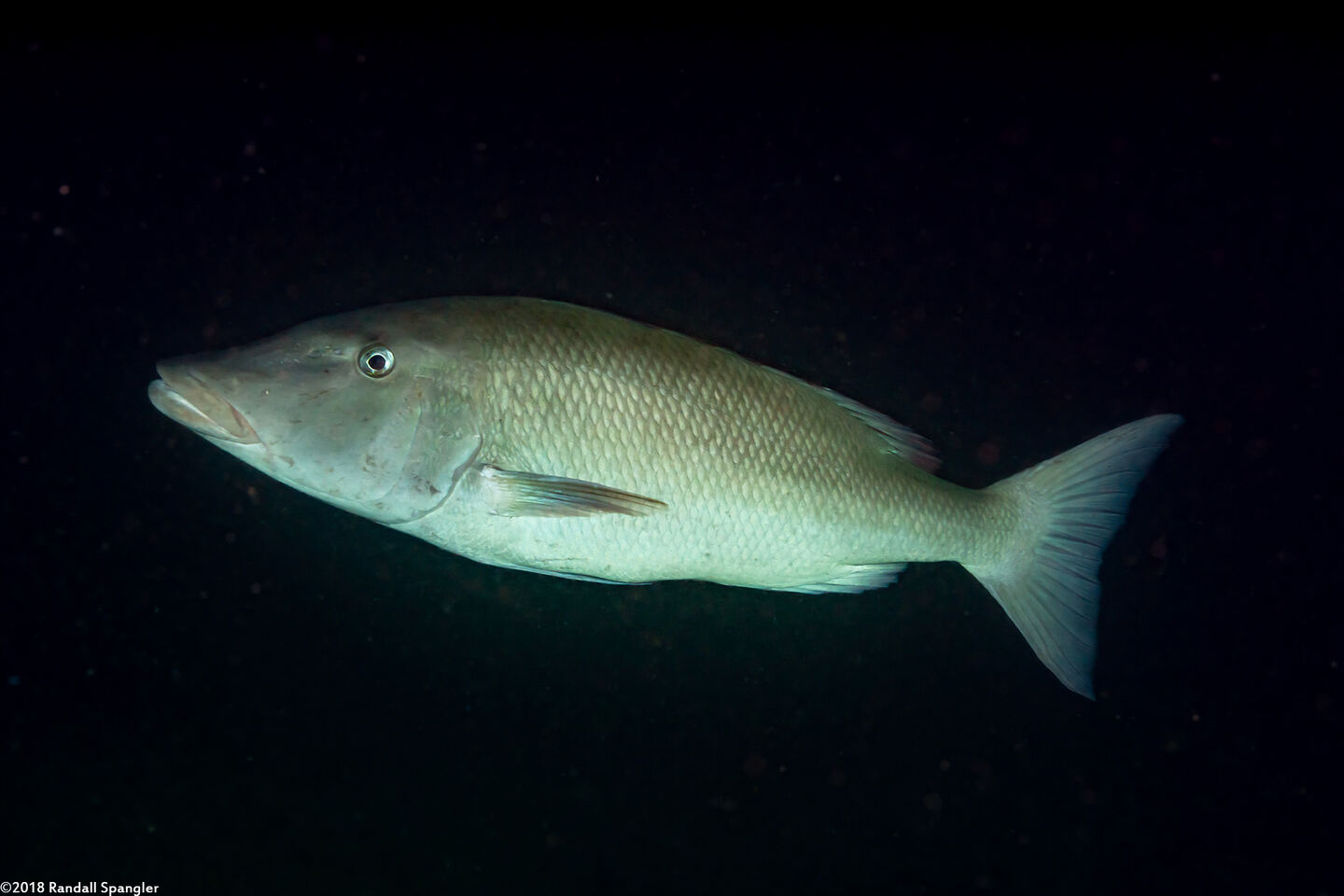Lethrinus olivaceus (Longface Emperor)