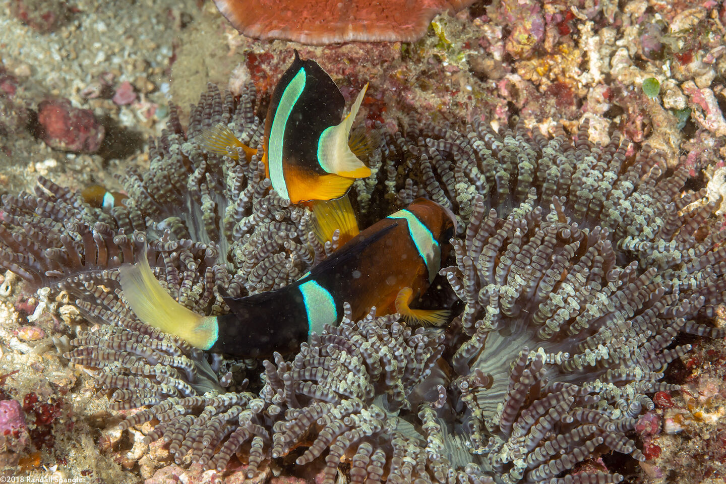 Heteractis aurora (Beaded Sea Anemone)