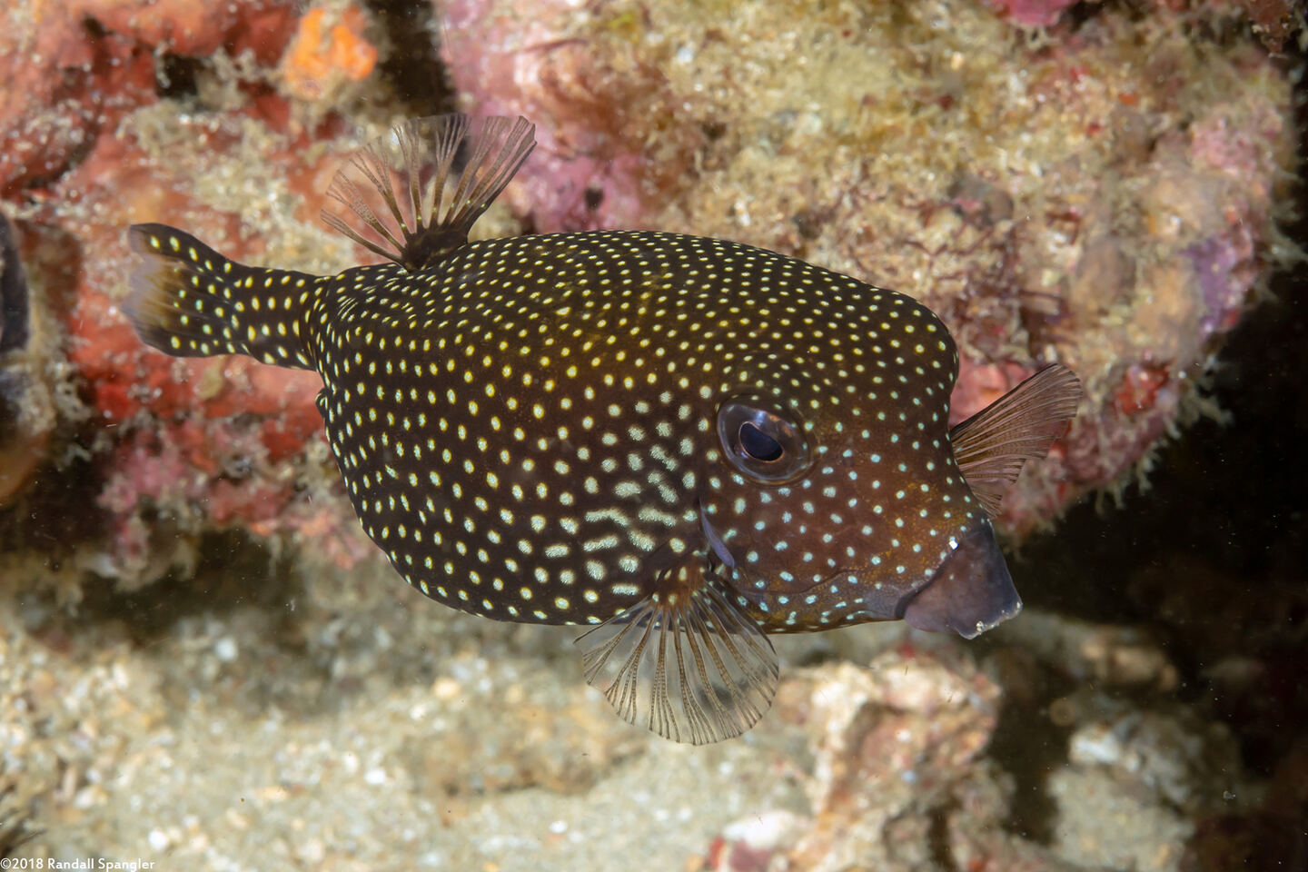 Ostracion meleagris (Spotted Boxfish)