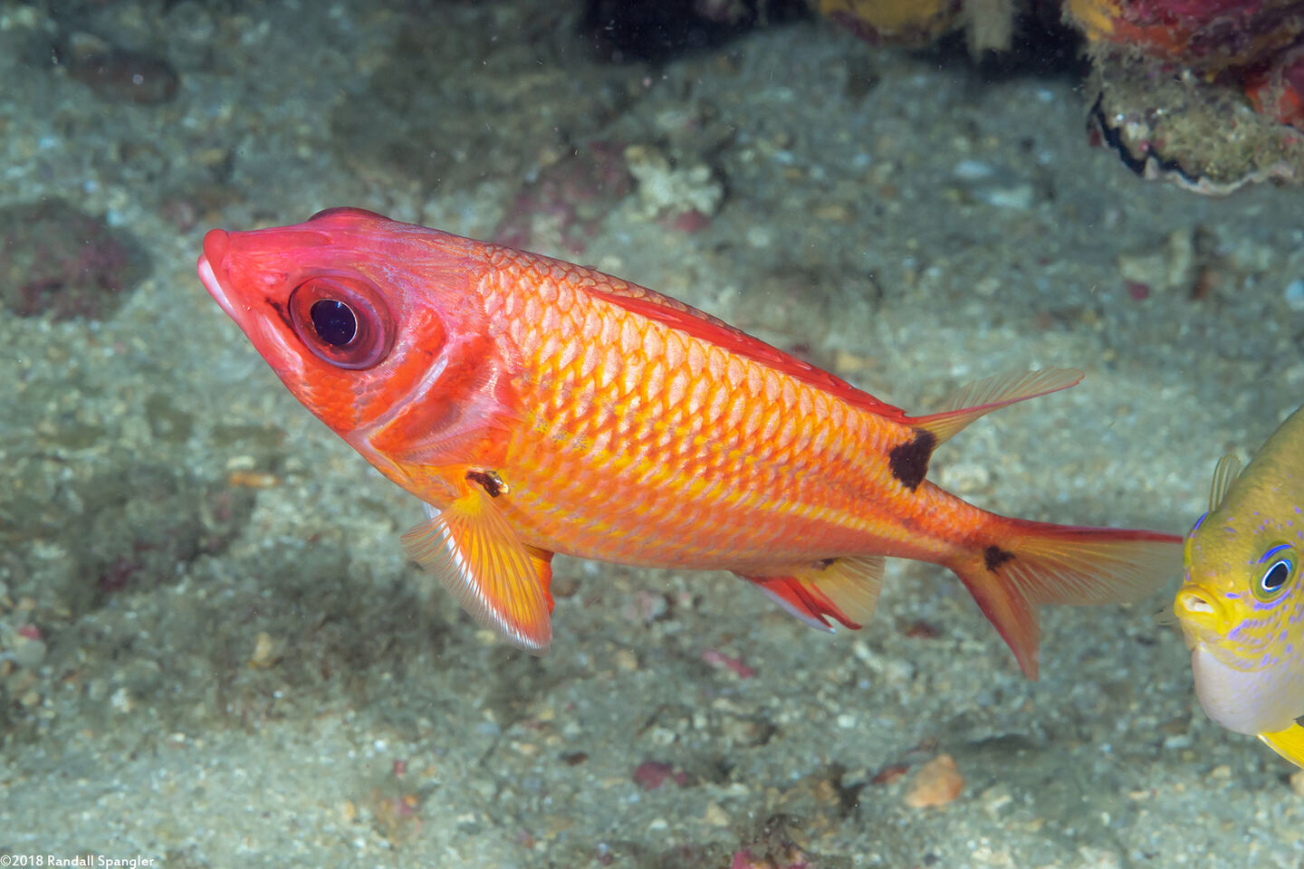 Sargocentron melanospilos (Blackspot Squirrelfish)