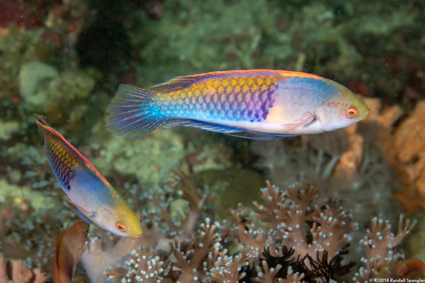Cirrhilabrus ryukyuensis (Yellowflanked Fairy Wrasse)