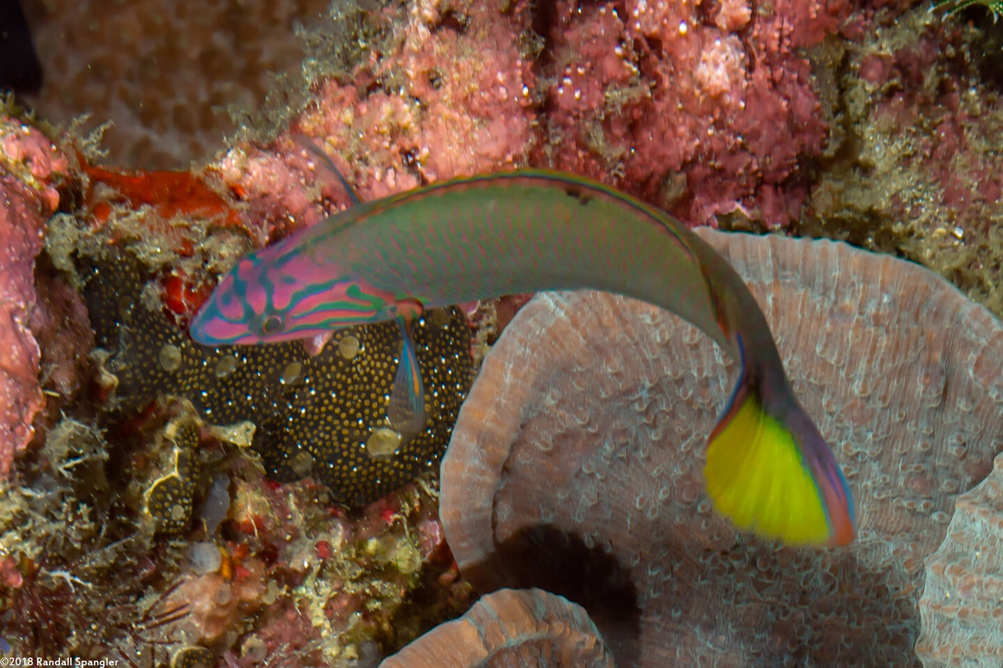 Thalassoma lunare (Crescent Wrasse)