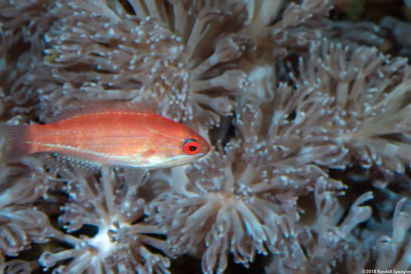 Paracheilinus carpenteri (Carpenter's Flasher)