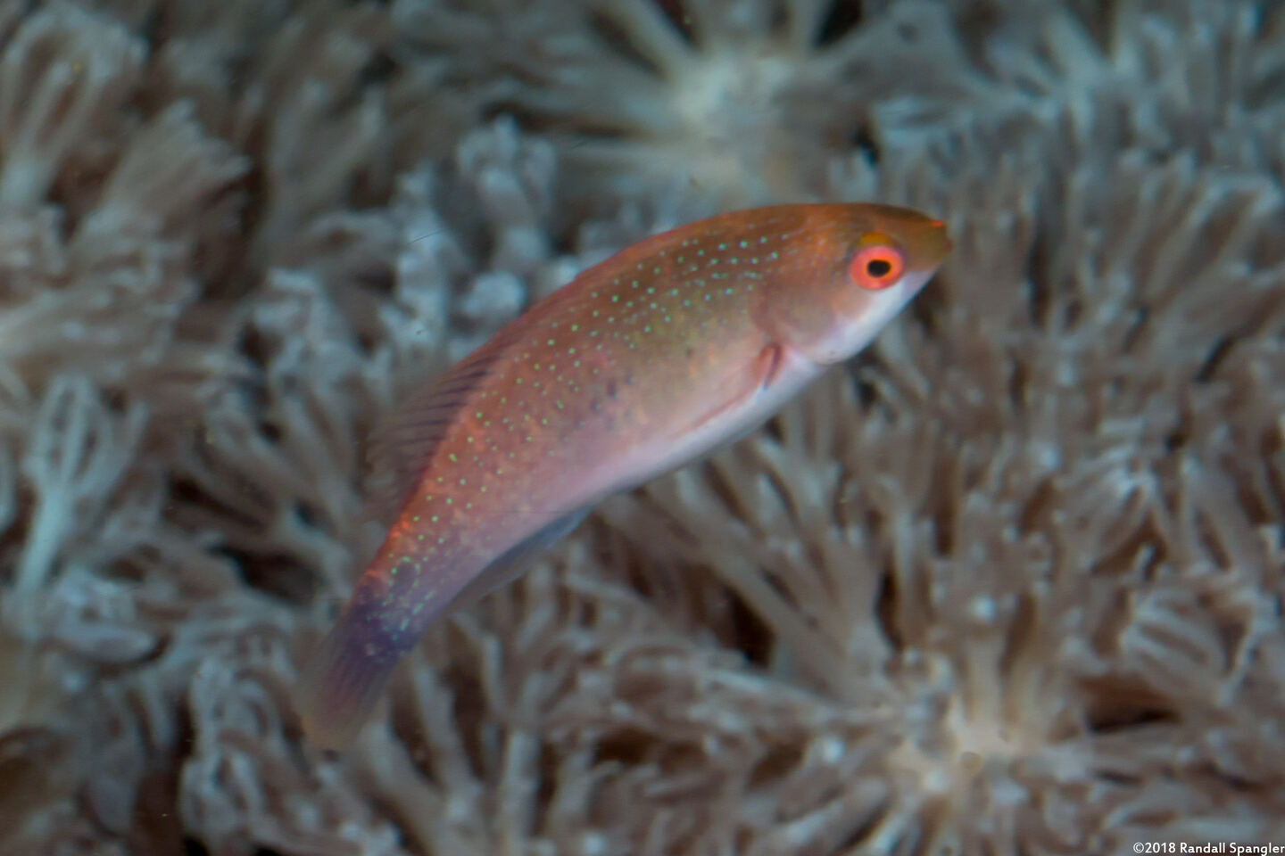 Cirrhilabrus ryukyuensis (Yellowflanked Fairy Wrasse)