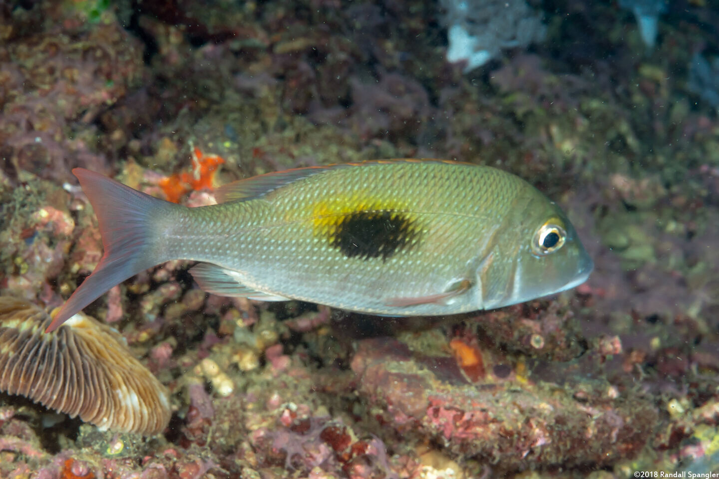 Lethrinus harak (Thumbprint Emperor)