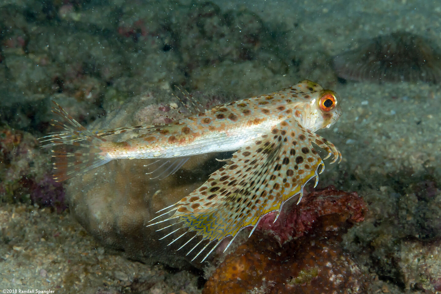 Dactyloptena orientalis (Helmut Gurnard)