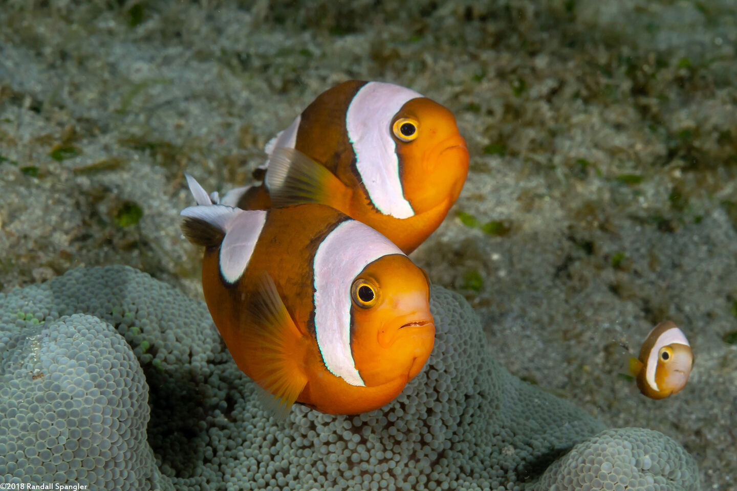 Amphiprion polymnus (Saddleback Anemonefish)