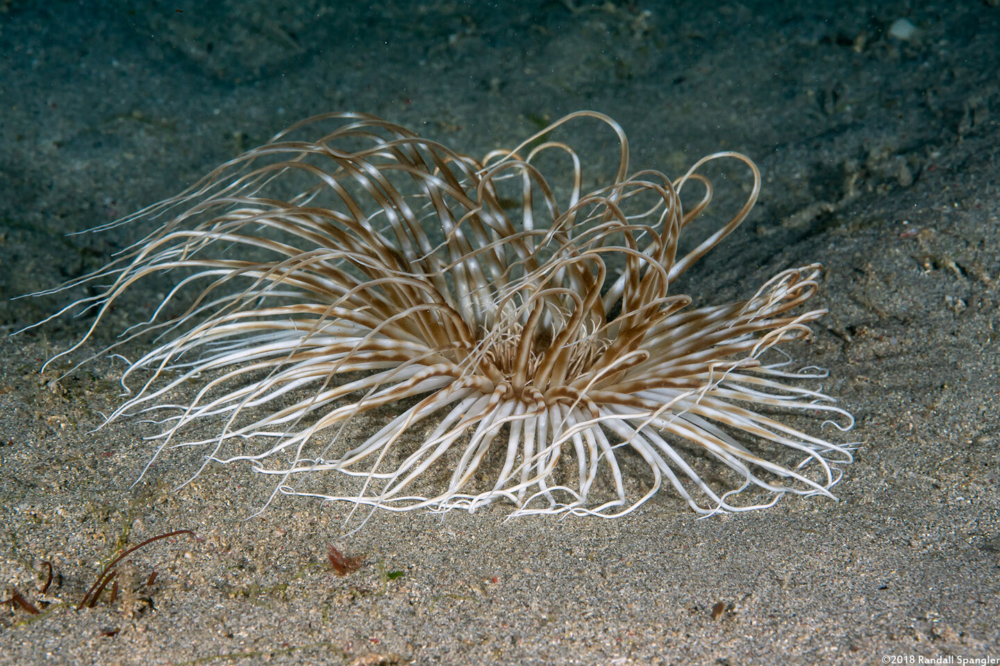 Pachycerianthus maua (Banded Tube Anemone)