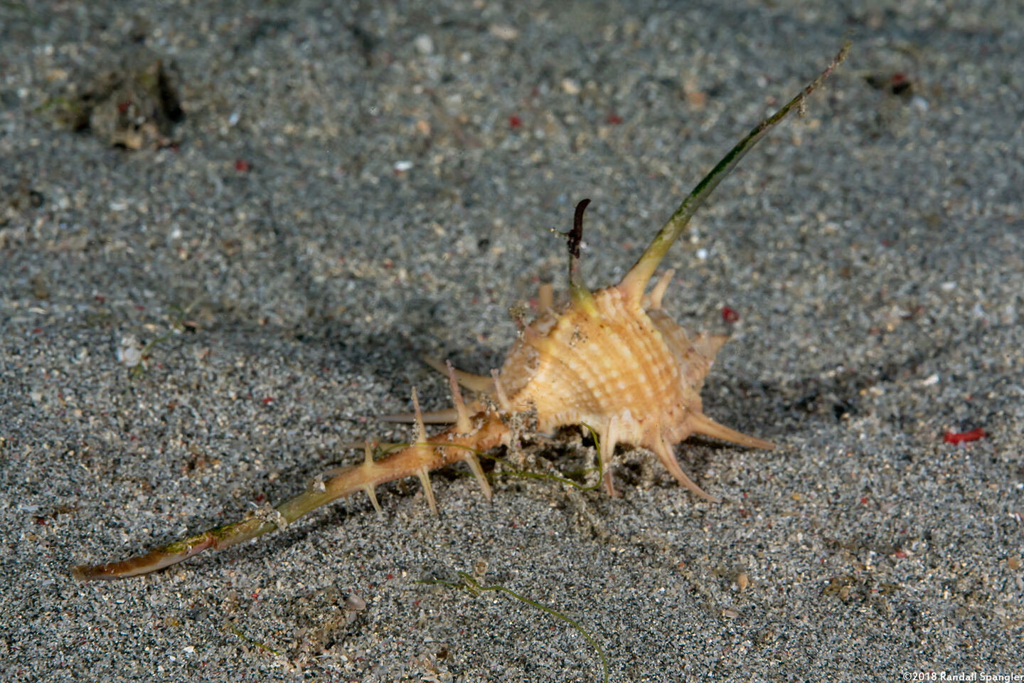 Murex tribulus (Caltrop Murex)