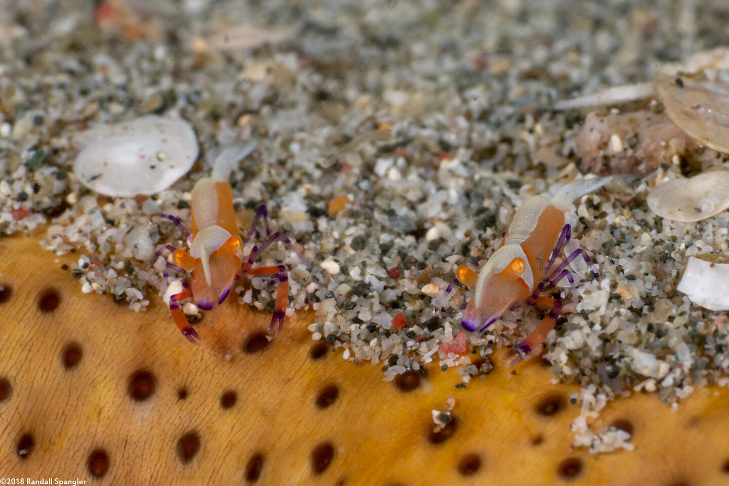 Zenopontonia rex (Emperor Shrimp)