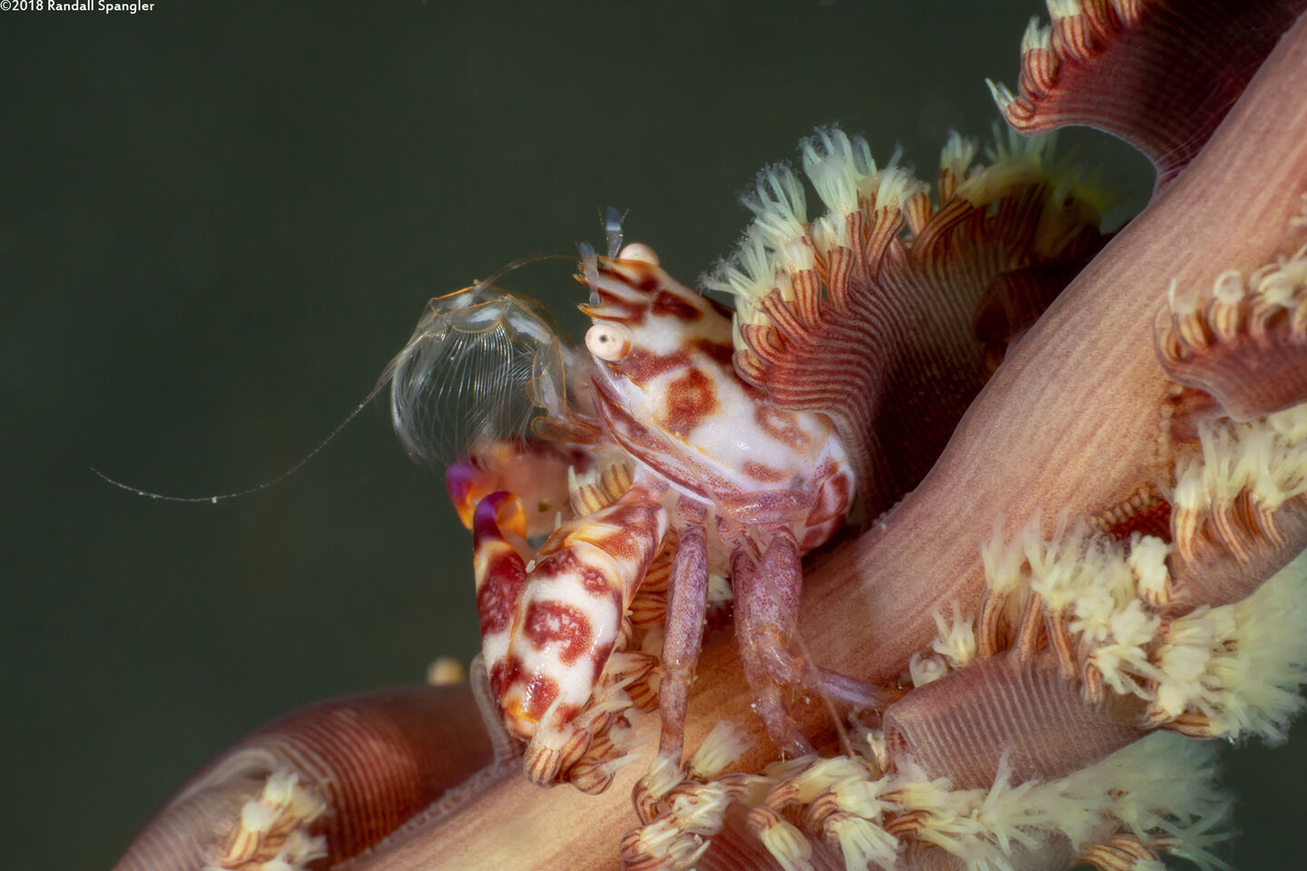 Lissoporcellana quadrilobata (Four-Lobed Porcelain Crab)
