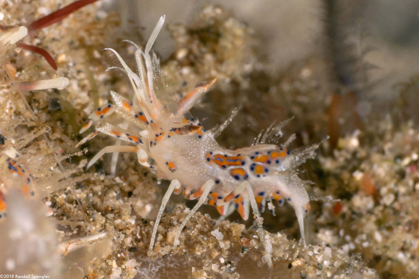 Phyllognathia ceratophthalma (Spiny Tiger Shrimp)