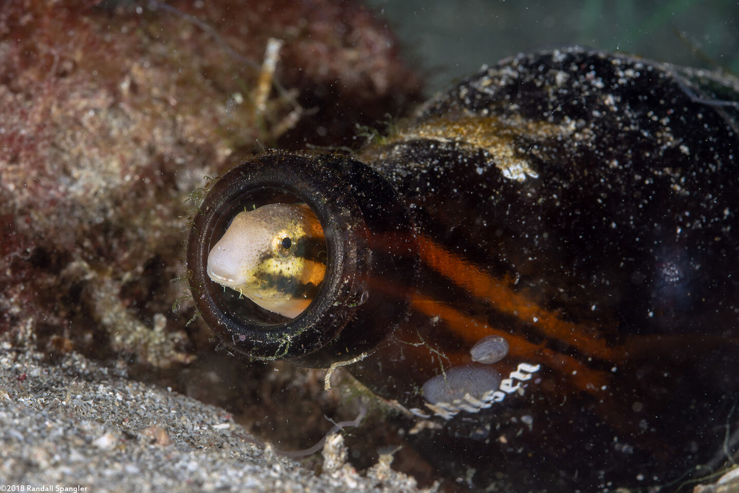 Petroscirtes breviceps (Shorthead Fangblenny)
