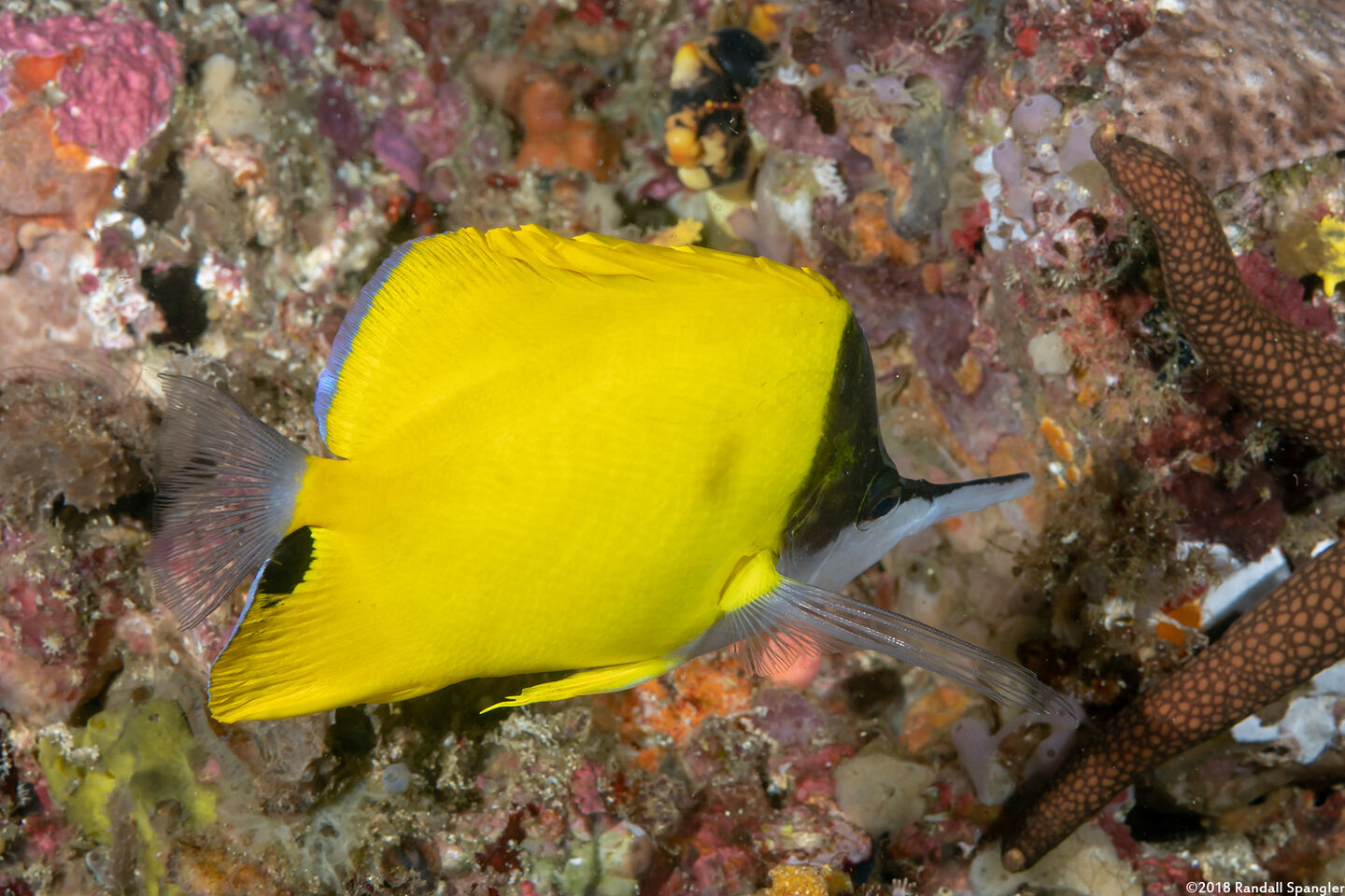 Forcipiger flavissimus (Common Longnose Butterflyfish)