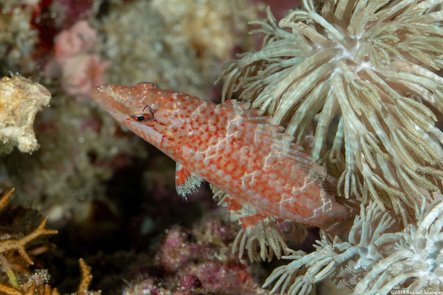 Oxycheilinus orientalis (Oriental Wrasse)