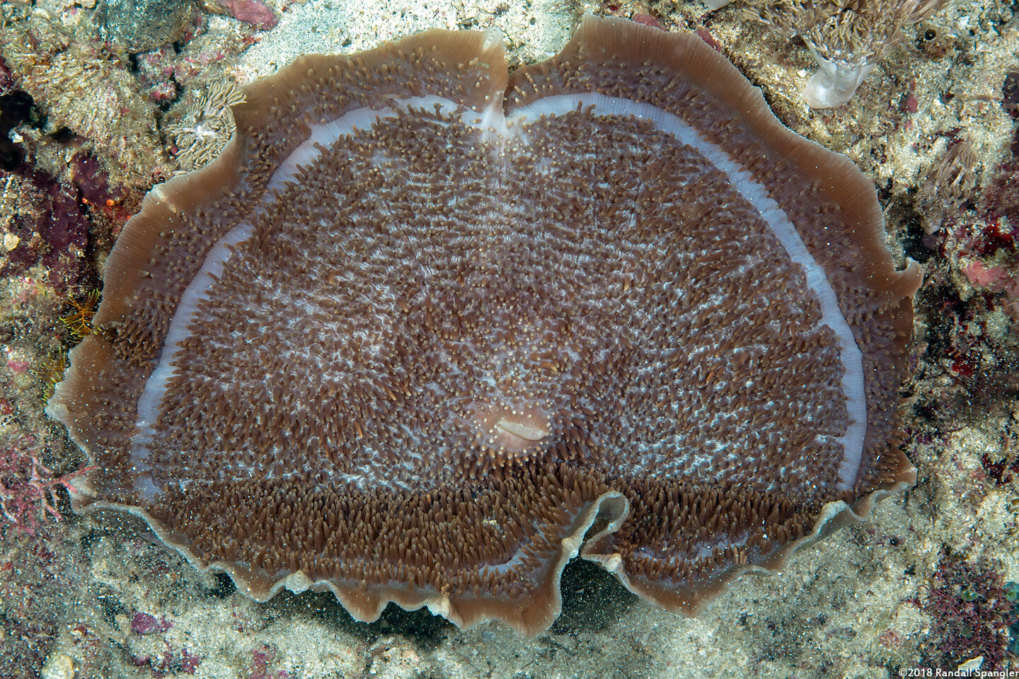 Amplexidiscus fenestrafer (Giant Cup Mushroom Coral)
