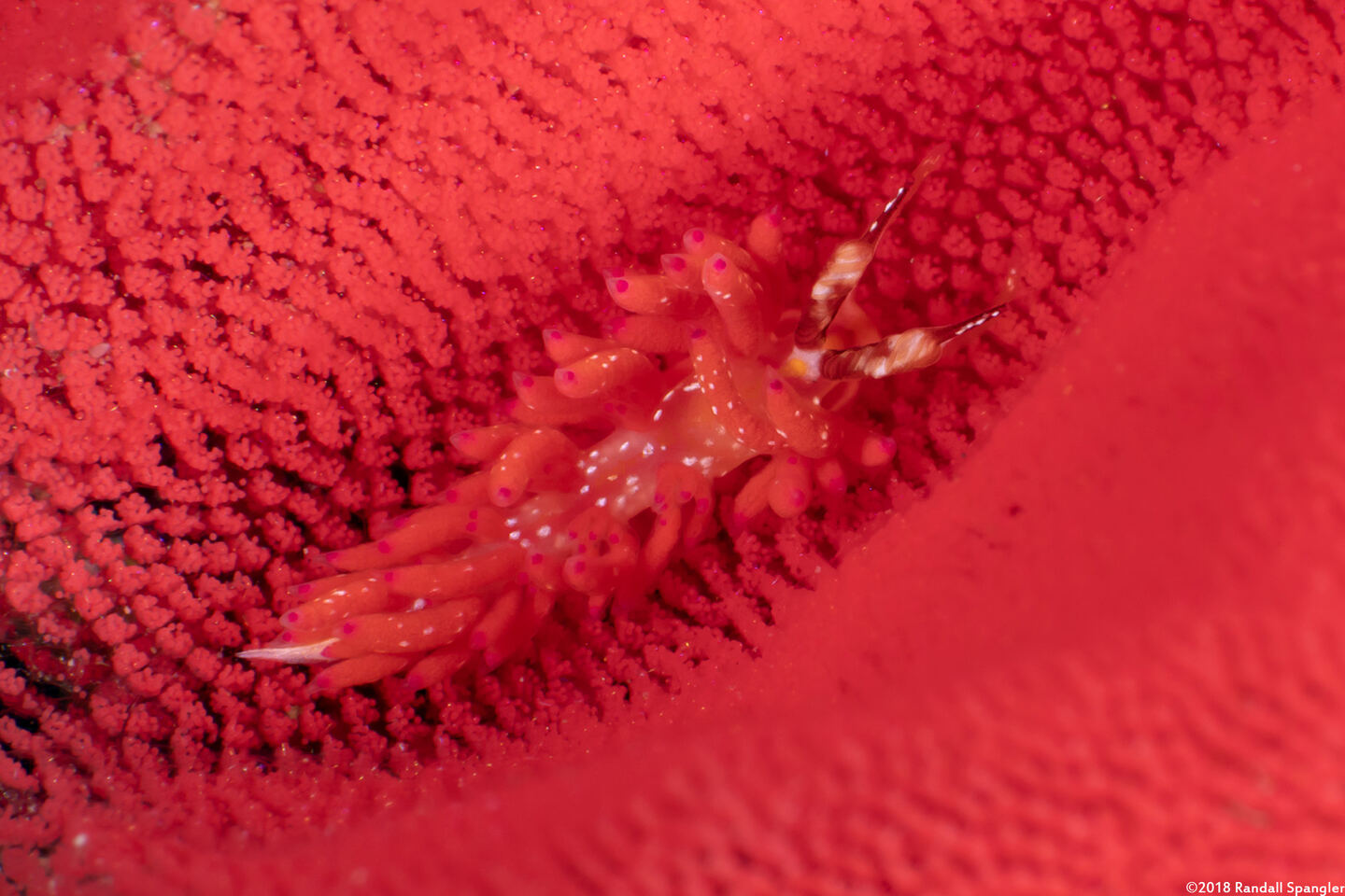 Favorinus mirabilis (Wonderful Favorinus)