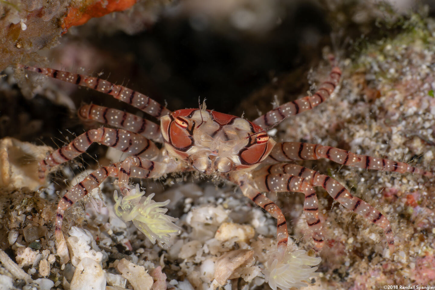 Lybia tesselata (Mosaic Boxer Crab)