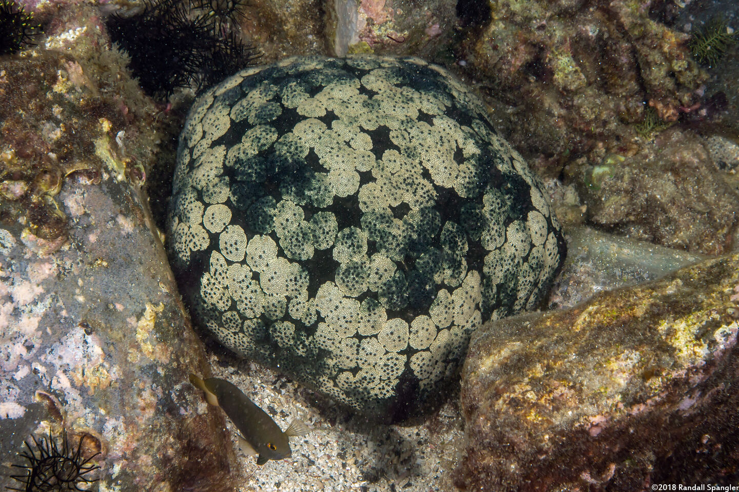 Culcita novaeguineae (Cushion Star)