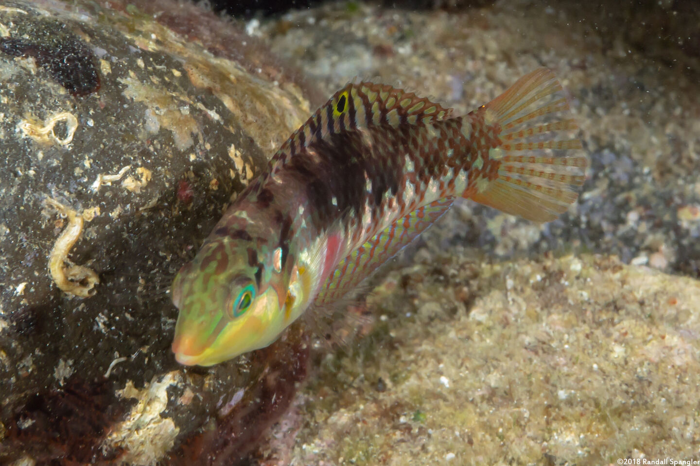 Halichoeres nebulosus (Nebulous Wrasse)