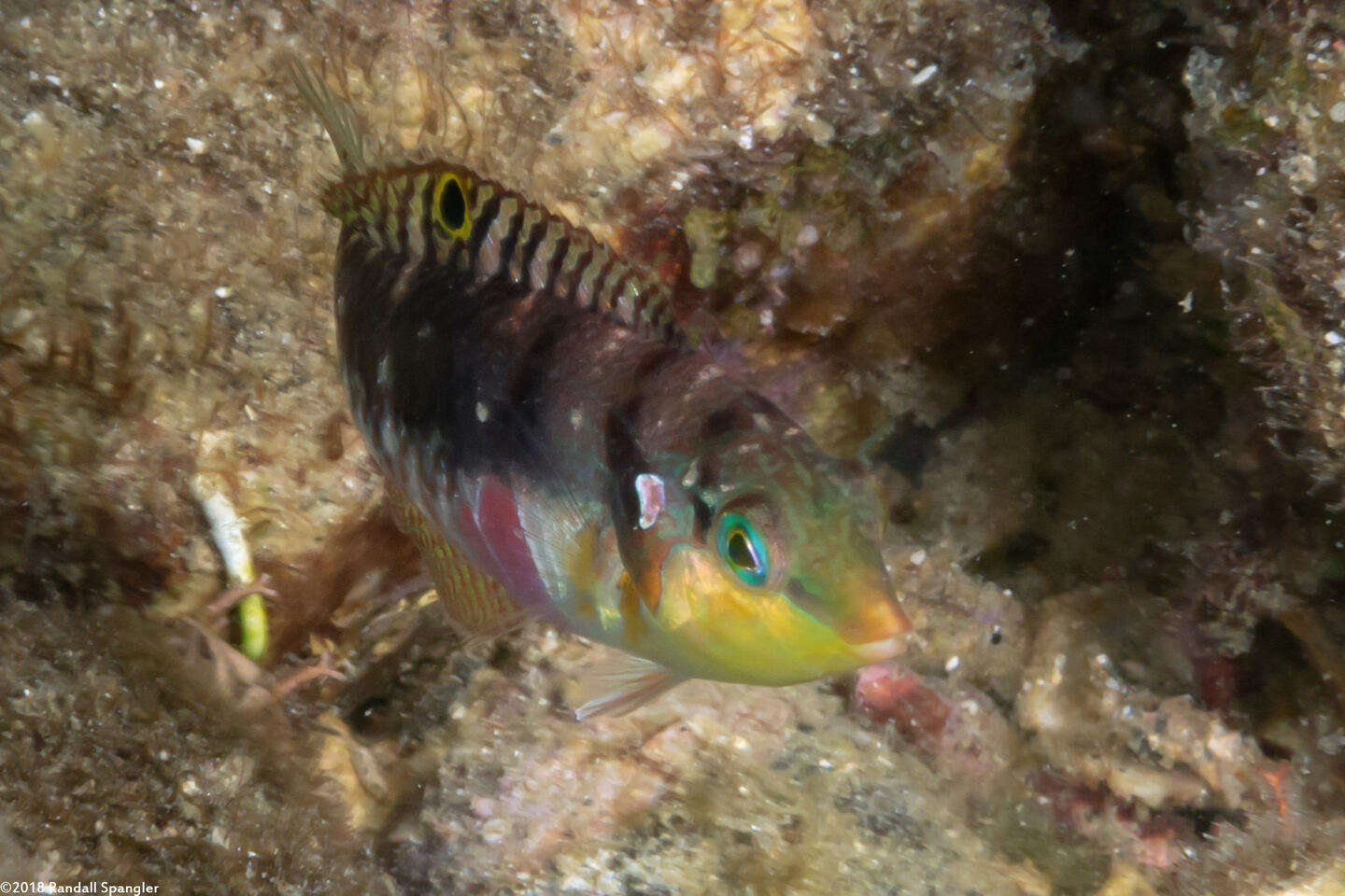 Halichoeres nebulosus (Nebulous Wrasse)
