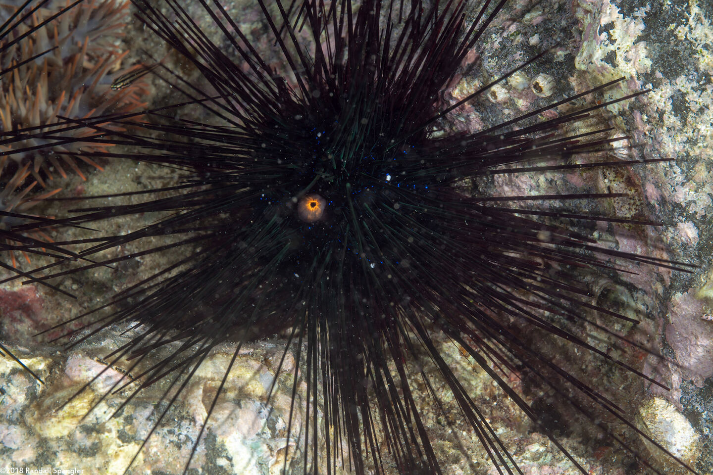 Diadema savignyi (Savigny's Long-Spined Urchin)