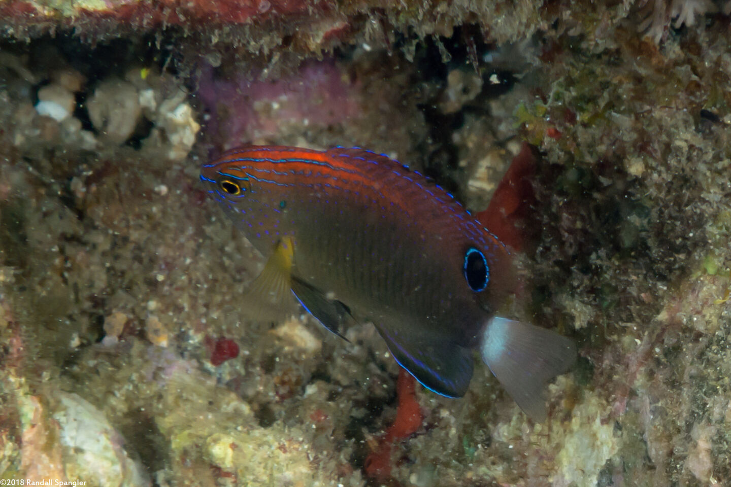 Pomacentrus bankanensis (Speckled Damsel)